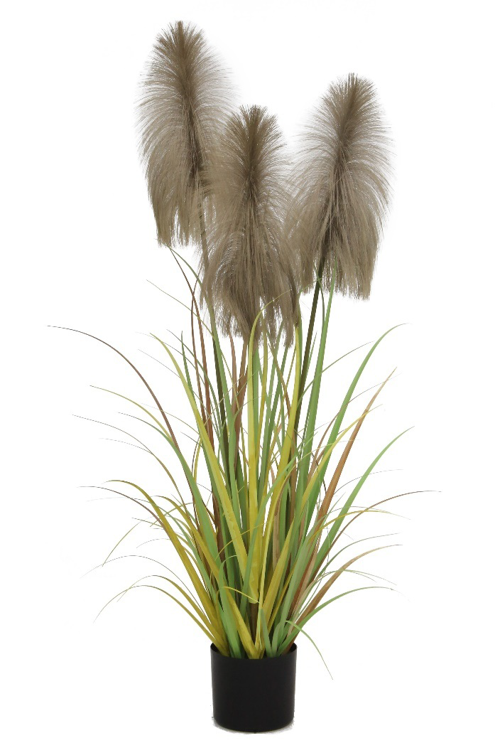 Plume Grass with Plastic Pot